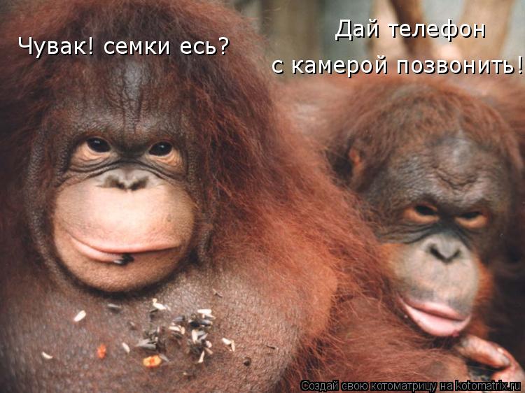 Чувак! семки есь? Дай телефон с камерой позвонить!... Котоматрица: Чувак! семки есь? Дай телефон с камерой позвонить!