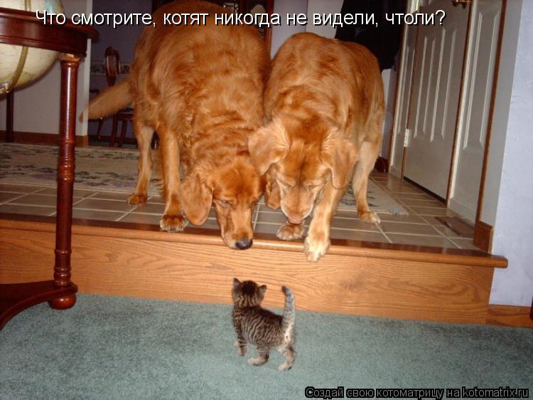 Что смотрите, котят никогда не видели, чтоли?... Котоматрица: Что смотрите, котят никогда не видели, чтоли?