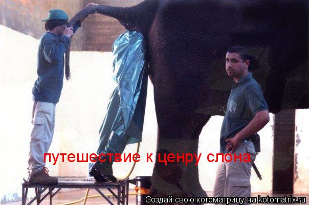 путешествие к ценру слона... Котоматрица: путешествие к ценру слона