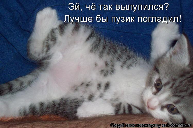 Эй, чё так вылупился? Лучше бы пузик погладил!... Котоматрица: Эй, чё так вылупился? Лучше бы пузик погладил!