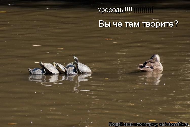 Уроооды!!!!!!!!!!!!!! Вы че там творите?... Котоматрица: Уроооды!!!!!!!!!!!!!! Вы че там творите?