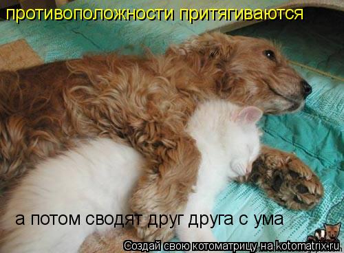 противоположности притягиваются а потом сводят друг друга с ума... Котоматрица: противоположности притягиваются а потом сводят друг друга с ума