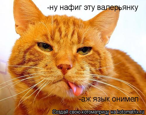 -ну нафиг эту валерьянку -аж язык онимел... Котоматрица: -ну нафиг эту валерьянку -аж язык онимел