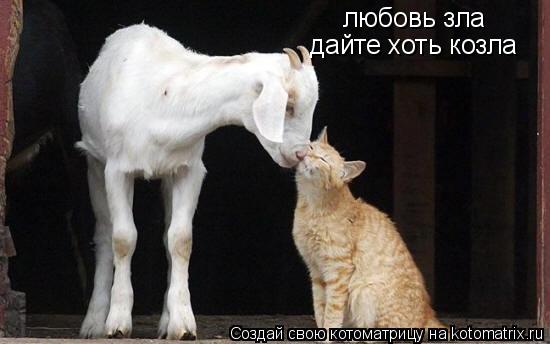 любовь зла дайте хоть козла... Котоматрица: любовь зла дайте хоть козла