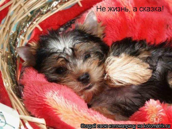 Не жизнь, а сказка!... Котоматрица: Не жизнь, а сказка!