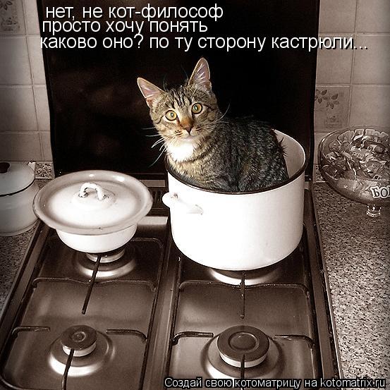 нет, не кот-философ просто хочу понять каково оно? по ту сторону кастрюли...... Котоматрица: нет, не кот-философ просто хочу понять каково оно? по ту сторону кастрюли...