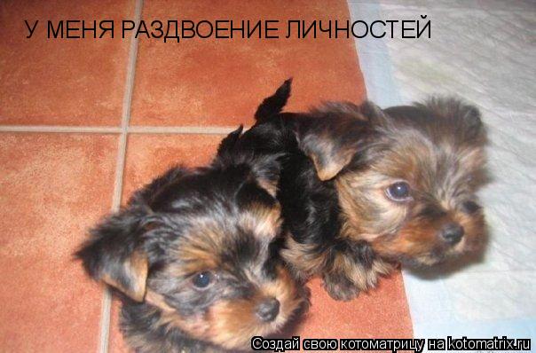 У МЕНЯ РАЗДВОЕНИЕ ЛИЧНОСТЕЙ... Котоматрица: У МЕНЯ РАЗДВОЕНИЕ ЛИЧНОСТЕЙ