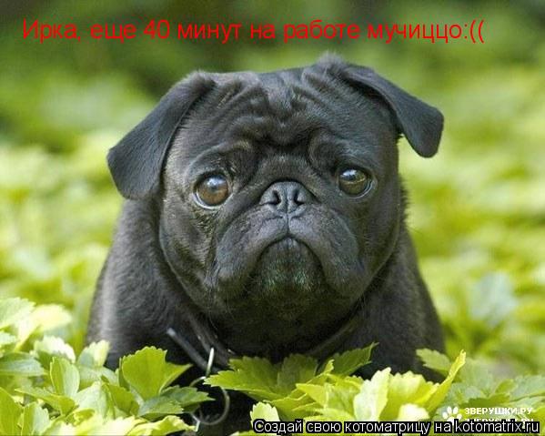 Ирка, еще 40 минут на работе мучиццо:((... Котоматрица: Ирка, еще 40 минут на работе мучиццо:((