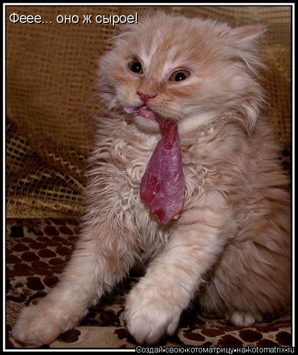 Феее... оно ж сырое!... Котоматрица: Феее... оно ж сырое!