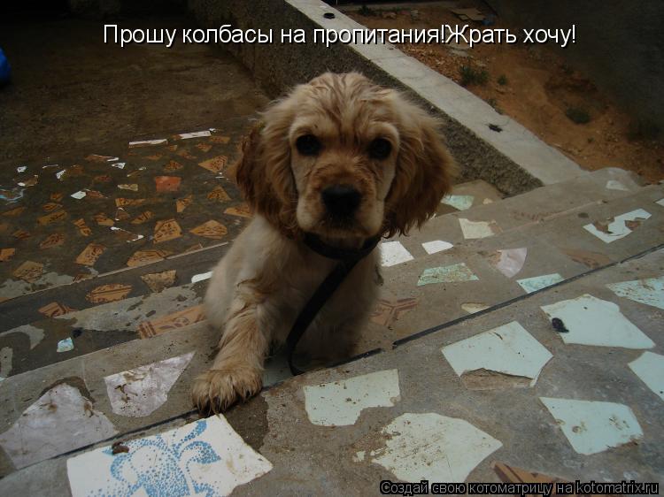 Прошу колбасы на пропитания!Жрать хочу!... Котоматрица: Прошу колбасы на пропитания!Жрать хочу!