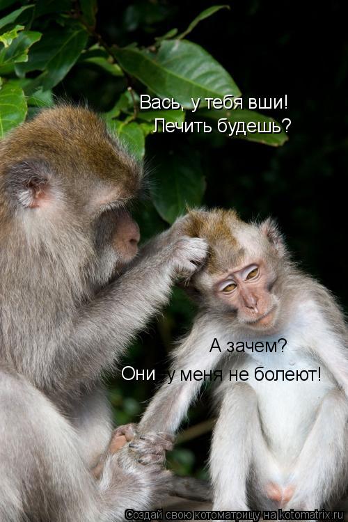Вась, у тебя вши! Лечить будешь? А зачем? у меня не болеют! Они... Котоматрица: Вась, у тебя вши! Лечить будешь? А зачем? у меня не болеют! Они