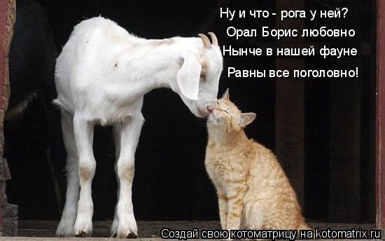 Ну и что - рога у ней? Орал Борис любовно Нынче в нашей фауне Равны все поголовно!... Котоматрица: Ну и что - рога у ней? Орал Борис любовно Нынче в нашей фауне Равны все поголовно!