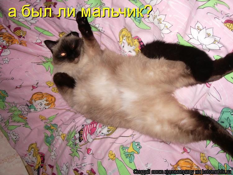 а был ли мальчик?... Котоматрица: а был ли мальчик?