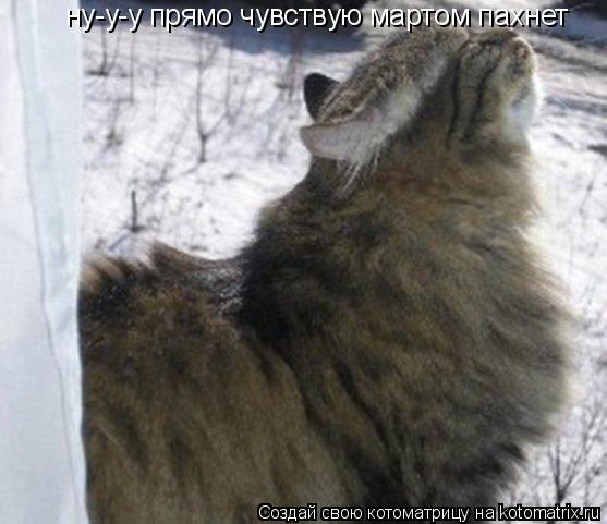ну-у-у прямо чувствую мартом пахнет ну-у-у прямо чувствую мартом пахнет... Котоматрица: ну-у-у прямо чувствую мартом пахнет ну-у-у прямо чувствую мартом пахнет