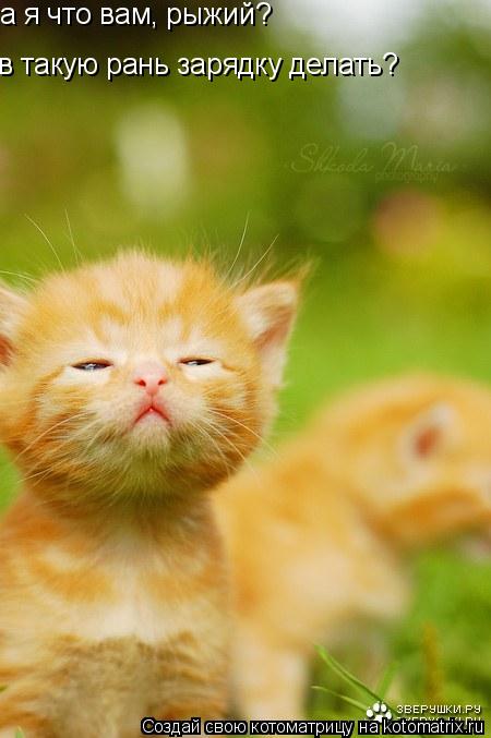 а я что вам, рыжий? в такую рань зарядку делать?... Котоматрица: а я что вам, рыжий? в такую рань зарядку делать?