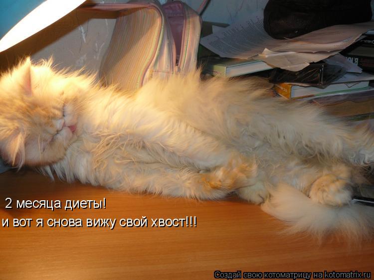 2 месяца диеты! и вот я снова вижу свой хвост!!!... Котоматрица: 2 месяца диеты! и вот я снова вижу свой хвост!!!