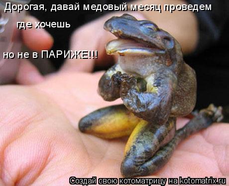 Дорогая, давай медовый месяц проведем где хочешь но не в ПАРИЖЕ!!!... Котоматрица: Дорогая, давай медовый месяц проведем где хочешь но не в ПАРИЖЕ!!!