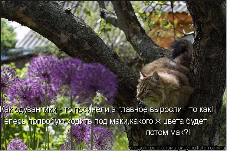 Как одуванчики - то посинели,а главное выросли - то как! Теперь попробую ходить под маки,какого ж цве... Котоматрица: Как одуванчики - то посинели,а главное выросли - то как! Теперь попробую ходить под маки,какого ж цвета будет потом мак?!