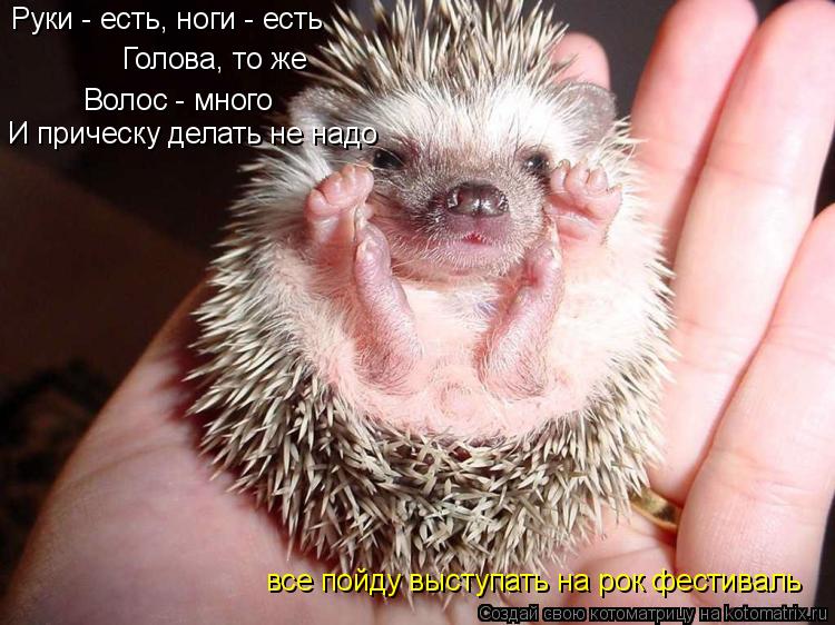 Руки - есть, ноги - есть Голова, то же Волос - много все пойду выступать на рок фестиваль И прическу ... Котоматрица: Руки - есть, ноги - есть Голова, то же Волос - много все пойду выступать на рок фестиваль И прическу делать не надо