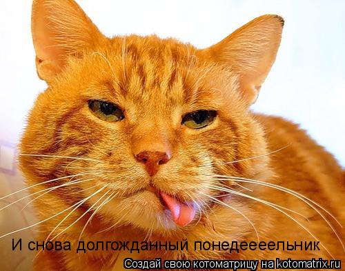 И снова долгожданный понедеееельник... Котоматрица: И снова долгожданный понедеееельник