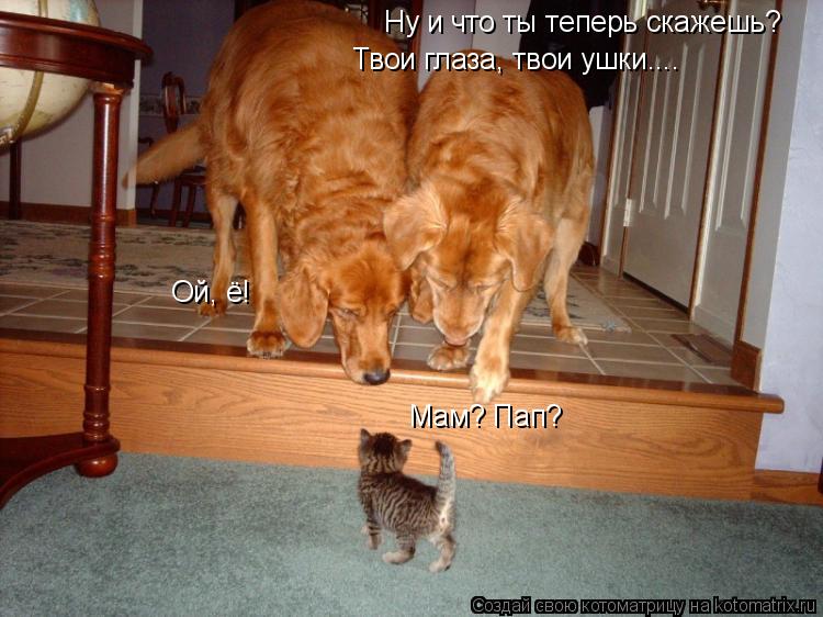 Ну и что ты теперь скажешь? Твои глаза, твои ушки.... Ой, ё! Мам? Пап?... Котоматрица: Ну и что ты теперь скажешь? Твои глаза, твои ушки.... Ой, ё! Мам? Пап?