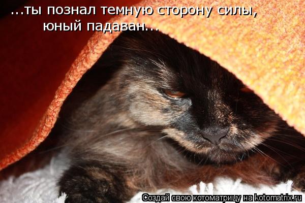 ...ты познал темную сторону силы, юный падаван...... Котоматрица: ...ты познал темную сторону силы, юный падаван...