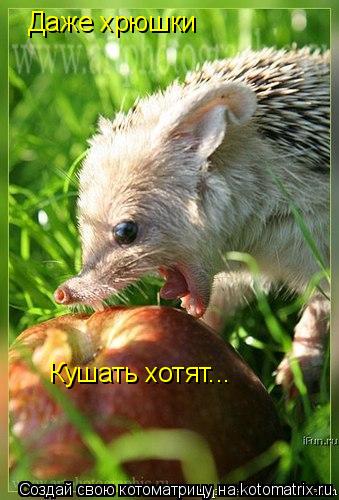 Даже хрюшки Кушать хотят...... Котоматрица: Даже хрюшки Кушать хотят...