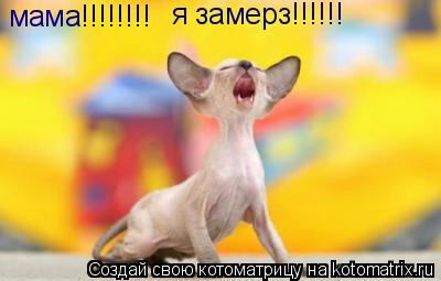 мама!!!!!!!! я замерз!!!!!!... Котоматрица: мама!!!!!!!! я замерз!!!!!!