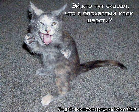 Эй,кто тут сказал, что я блохастый клок шерсти?... Котоматрица: Эй,кто тут сказал, что я блохастый клок шерсти?