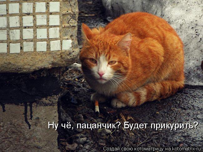 Ну чё, пацанчик? Ну чё, пацанчик? Будет прикурить?... Котоматрица: Ну чё, пацанчик? Ну чё, пацанчик? Будет прикурить?