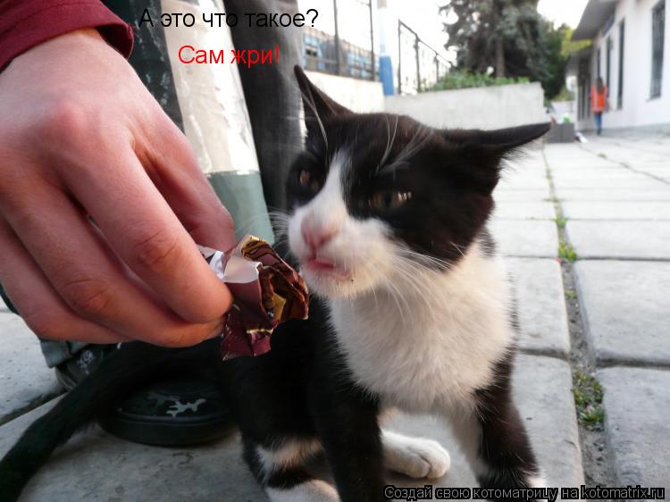 А это что такое? Сам жри!... Котоматрица: А это что такое? Сам жри!
