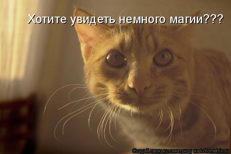 Хотите увидеть немного магии???... Котоматрица: Хотите увидеть немного магии???
