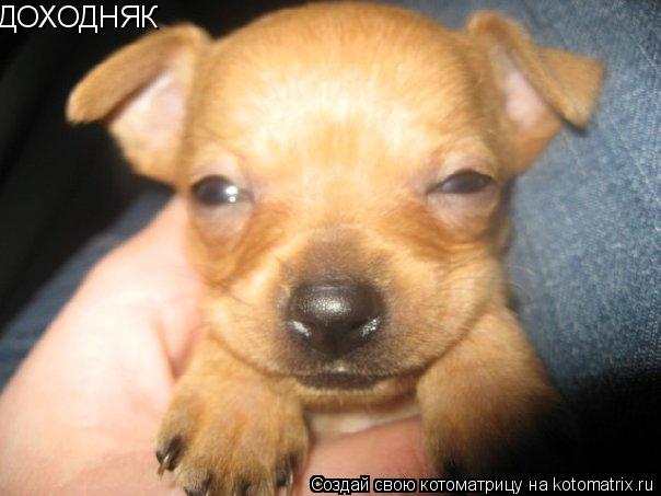 ДОХОДНЯК... Котоматрица: ДОХОДНЯК