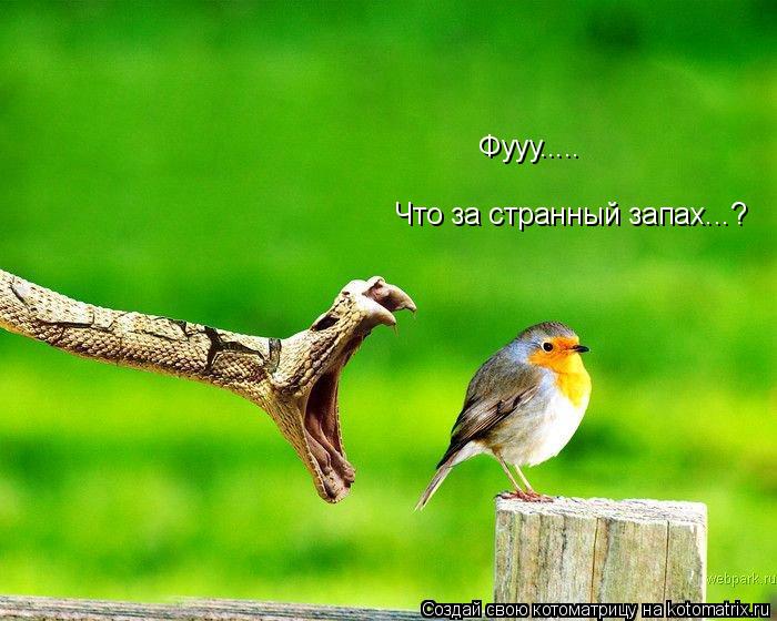 Фууу..... Что за странный запах...?... Котоматрица: Фууу..... Что за странный запах...?