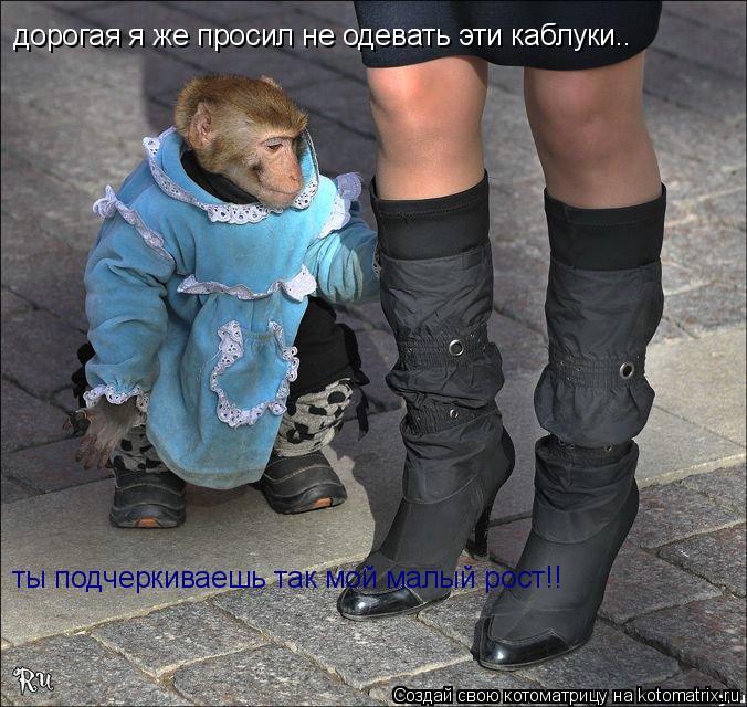 дорогая я же просил не одевать эти каблуки.. ты подчеркиваешь так мой малый рост!!... Котоматрица: дорогая я же просил не одевать эти каблуки.. ты подчеркиваешь так мой малый рост!!