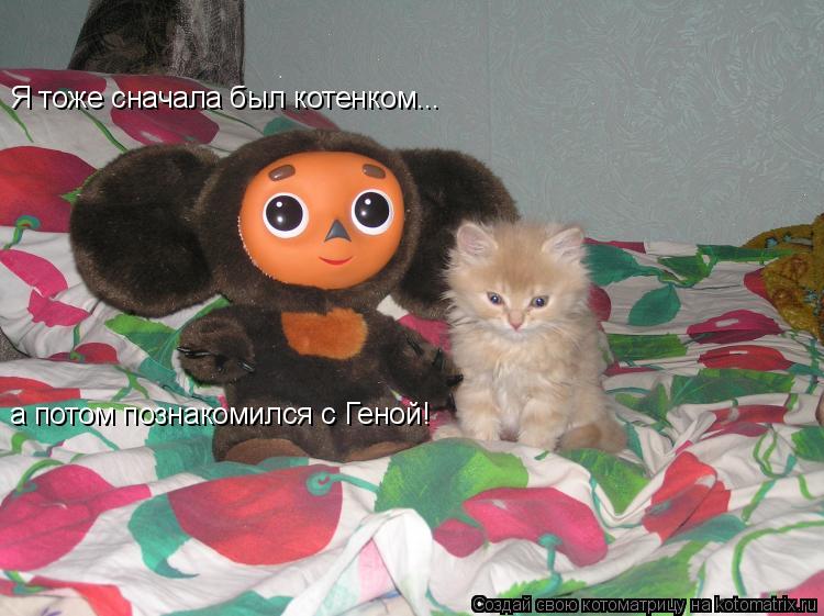 Я тоже сначала был котенком... а потом познакомился с Геной!... Котоматрица: Я тоже сначала был котенком... а потом познакомился с Геной!