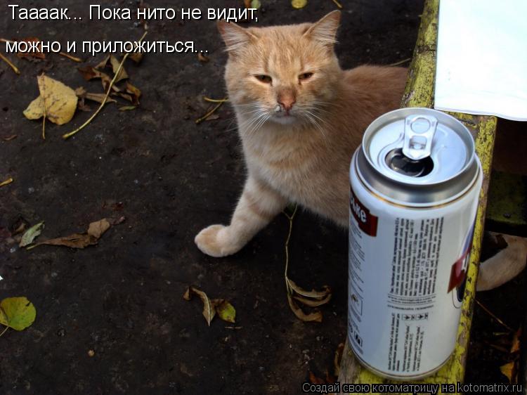 Таааак... Пока нито не видит, можно и приложиться...... Котоматрица: Таааак... Пока нито не видит, можно и приложиться...