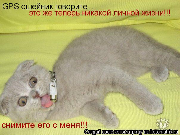 GPS ошейник говорите... это же теперь никакой личной жизни!!! снимите его с меня!!!... Котоматрица: GPS ошейник говорите... это же теперь никакой личной жизни!!! снимите его с меня!!!
