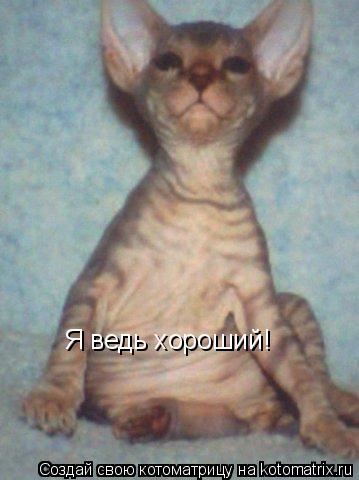 Я ведь хороший!... Котоматрица: Я ведь хороший!