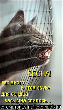 ВЕСНА! как много в этом звуке васькина слилось... для сердца... Котоматрица: ВЕСНА! как много в этом звуке васькина слилось... для сердца