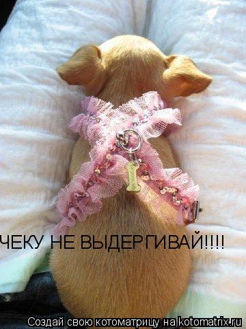 ЧЕКУ НЕ ВЫДЕРГИВАЙ!!!!... Котоматрица: ЧЕКУ НЕ ВЫДЕРГИВАЙ!!!!