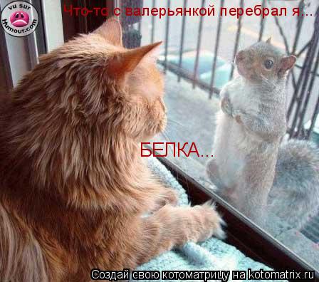 Что-то с валерьянкой перебрал я... БЕЛКА...... Котоматрица: Что-то с валерьянкой перебрал я... БЕЛКА...