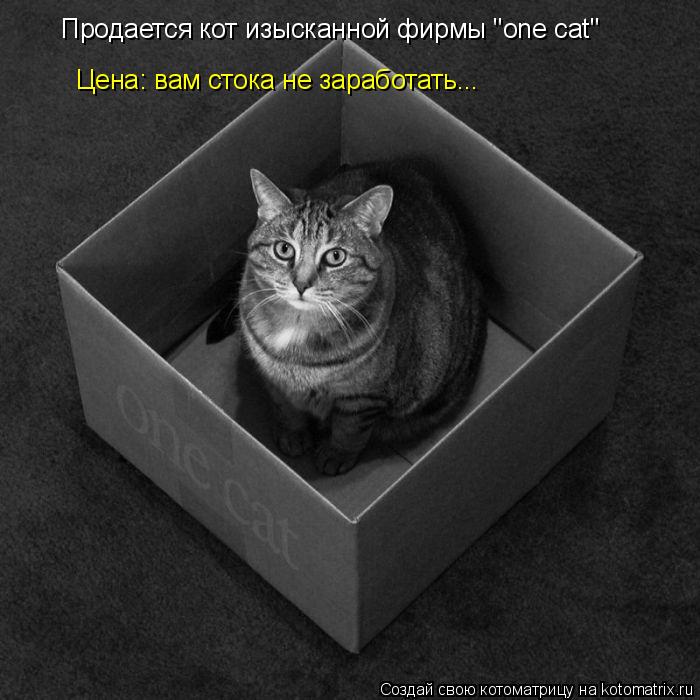 Продается кот изысканной фирмы "one cat" Цена: вам стока не заработать...... Котоматрица: Продается кот изысканной фирмы "one cat" Цена: вам стока не заработать...