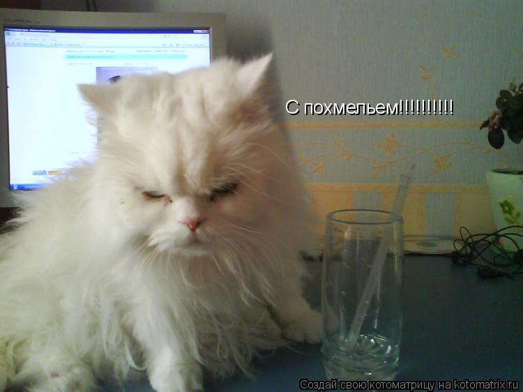 С похмельем!!!!!!!!!!... Котоматрица: С похмельем!!!!!!!!!!