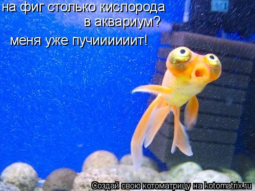на фиг столько кислорода в аквариум? меня уже пучиииииит!... Котоматрица: на фиг столько кислорода в аквариум? меня уже пучиииииит!