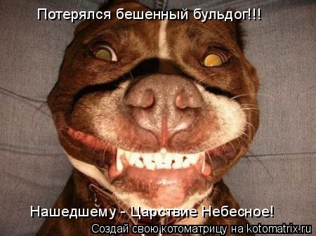 Потерялся бешенный бульдог!!! Нашедшему - Царствие Небесное!... Котоматрица: Потерялся бешенный бульдог!!! Нашедшему - Царствие Небесное!