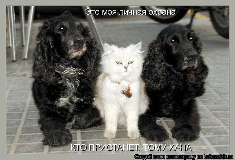 Это моя личная охрана! КТО ПРИСТАНЕТ, ТОМУ ХАНА.... Котоматрица: Это моя личная охрана! КТО ПРИСТАНЕТ, ТОМУ ХАНА.