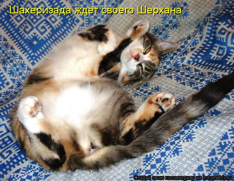Шахеризада ждет своего Шерхана... Котоматрица: Шахеризада ждет своего Шерхана