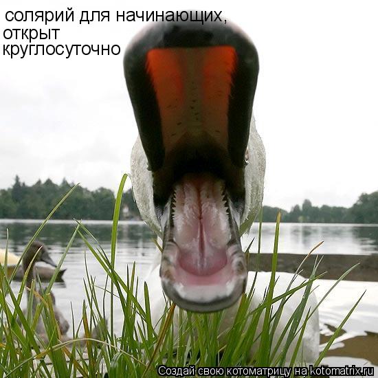 солярий для начинающих, открыт круглосуточно... Котоматрица: солярий для начинающих, открыт круглосуточно