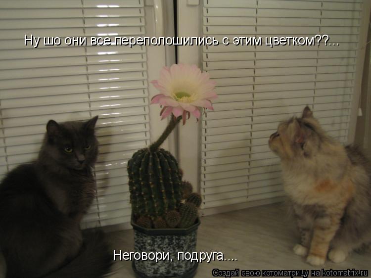 Ну шо они все переполошились с этим цветком??... Неговори, подруга....... Котоматрица: Ну шо они все переполошились с этим цветком??... Неговори, подруга....